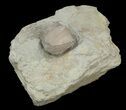 Blastoid (Pentremites) Fossil - Illinois #42820-1